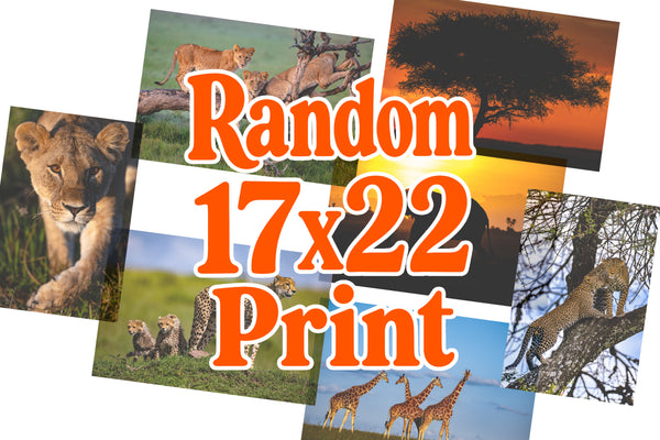 Safari Charity Print (17x22)